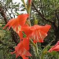 Gladiolus saundersii, Cameron McMaster Gladiolus saundersii, Cameron McMaster