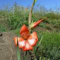Gladiolus saundersii, Naude's Nek, Cameron McMaster