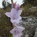 Gladiolus saxatilis