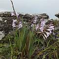 Gladiolus saxatilis, Rachel Saunders
