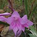 Gladiolus scabridus, KwaZulu-Natal, Rachel Saunders