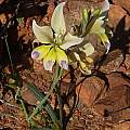 Gladiolus scullyi, Carolusberg, Cameron McMaster