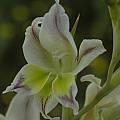 Gladiolus scullyi, Bob Rutemoeller