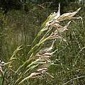 Gladiolus sekukuniensis