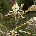 Gladiolus sekukuniensis, Rachel Saunders