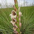 Gladiolus sericeovillosus