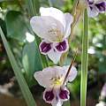 Gladiolus serpenticola, Terry Frewin