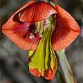 Gladiolus speciosus, Bokbaai, Andrew Harvie