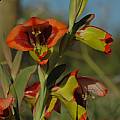 Gladiolus speciosus, Darling, Bob Rutemoeller