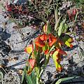 Gladiolus speciosus, Darling, Bob Rutemoeller
