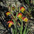 Gladiolus speciosus, Darling, Mary Sue Ittner