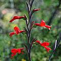 Gladiolus splendens