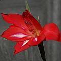 Gladiolus stefaniae, Mary Sue Ittner