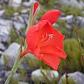 Gladiolus stokoei, Rachel Saunders Gladiolus stokoei, Rachel Saunders