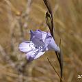 Gladiolus subcaeruleus, Napier, Cameron McMaster Gladiolus subcaeruleus, Napier, Cameron McMaster