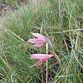 Gladiolus symonsii, Rachel or Rod Saunders Gladiolus symonsii, Rachel or Rod Saunders