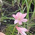 Gladiolus symonsii, Rachel or Rod Saunders