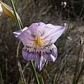 Gladiolus taubertianus, Northern Cape, Rachel Saunders