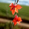 Gladiolus  teretifolius,  Bredasdorp, Cameron McMaster