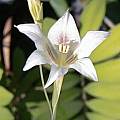 Gladiolus tristis, white, Doug Westfall