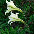 Gladiolus tristis, Kathleen Sayce