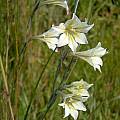 Gladiolus tristis, Bredasdorp, Cameron McMaster