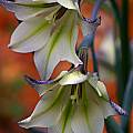 Gladiolus tristis