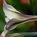 Gladiolus tristis, Sheila Burrow