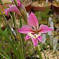 Gladiolus tristis x salteri, Hiroyuki Tanaka