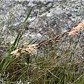 Gladiolus undulatus, Bainskloof, Andrew Harvie