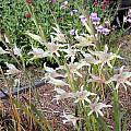 Gladiolus undulatus, Mary Sue Ittner