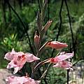 Gladiolus undulatus, Rod Saunders