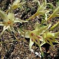 Gladiolus undulatus