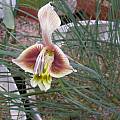Gladiolus uysiae, Bob Rutemoeller