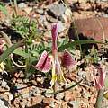 Gladiolus uysiae, Alan Horstmann