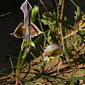 Gladiolus uysiae, Mary Sue Ittner