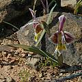 Gladiolus uysiae, Bob Rutemoeller