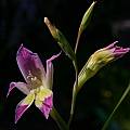 Gladiolus venustus, Bob Werra