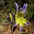 Gladiolus venustus, Middelpos, Cameron McMaster [Shift+click to enlarge, Click to go to wiki entry]