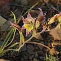Gladiolus venustus, Middelpos, Bob Rutemoeller