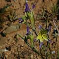 Gladiolus venustus