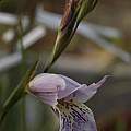 Gladiolus violaceolineatus, Michael Mace