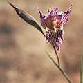 Gladiolus violaceolineatus, Rod Saunders