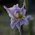 Gladiolus violaceolineatus