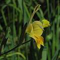 Gladiolus virescens, Mary Sue Ittner