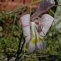 Gladiolus virescens, Bob Rutemoeller