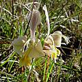 Gladiolus virescens Napier, Cameron McMaster