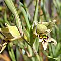 Gladiolus viridiflorus, Sheila Burrow