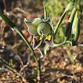 Gladiolus viridiflorus, Pakhuis Pass, Rachel Saunders