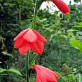 Gladiolus watsonioides, John Grimshaw